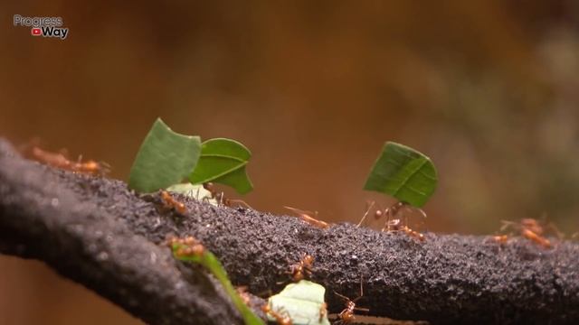 МУРАВЬИ? У Вас Их Больше НЕ БУДЕТ НИКОГДА! Ложка ЭТОГО Избавит От МУРАВЬЁВ В САДУ И ОГОРОДЕ! смотреть онлайн