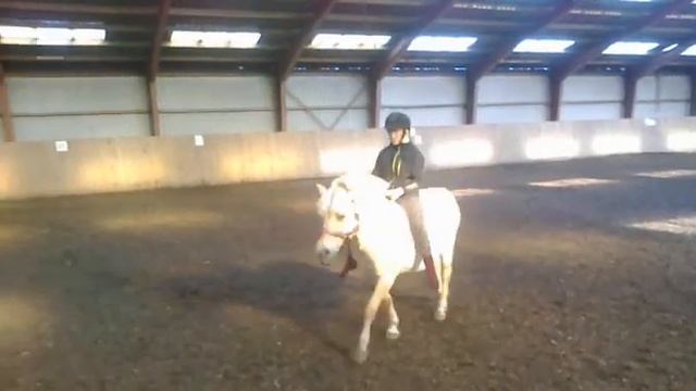 horseback riding fjord horse.mp4