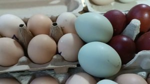Цветное куриное яйцо. Породы кур.