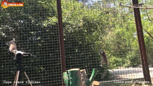 Новые видеооператоры Тайгана - лемуры Рикки и Тикки. Lemurs - videographers. Taigan. смотреть онлайн