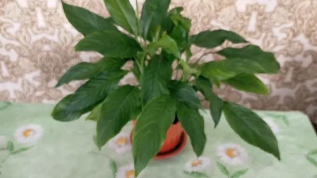Почему не цветёт спатифиллум. Особенности ухода.