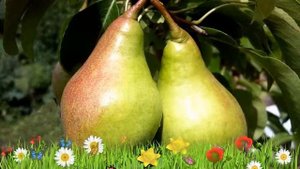 Груша плодовая Прибалтийская маслянистая ? Обзор: посадка и уход. крупномеры: описание и особенност