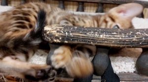 SeriousBengalFemaleC1.mp4