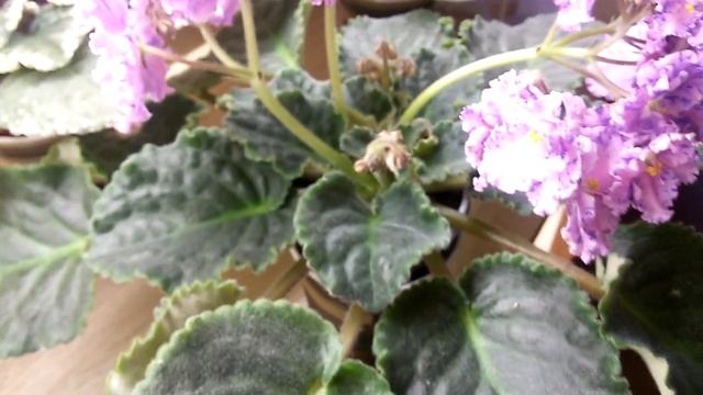 Новинки коллекции покорившие мое сердце?? смотреть онлайн