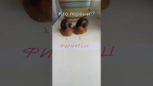 МОИ УЛИТКИ АХАТИНЫ? САМЫЕ БЫСТРЫЕ УЛИТКИ В МИРЕ? УЛИТКИШОУ