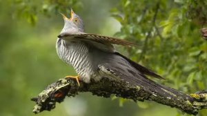 «Кукушка»  - описание и особенности в природе.