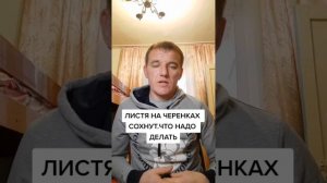 ЧТО ДЕЛАТЬ ЕСЛИ НАЧАЛИ СОХНУТЬ ЛИСТЬЯ НА ЧЕРЕНКАХ