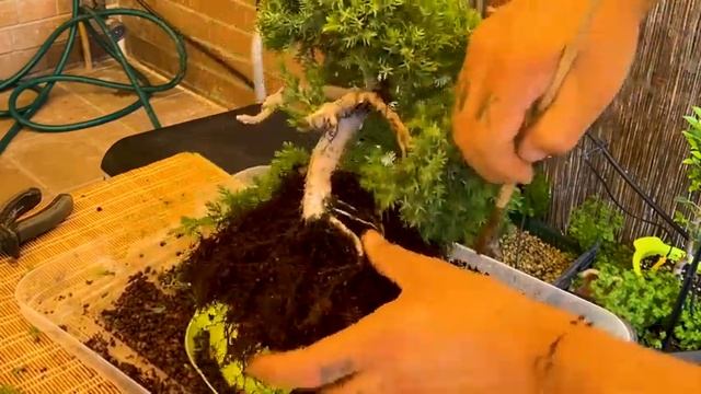 #TRASPLANTE #juniperus procumbens nana #BONSAI en #CASCADA смотреть онлайн