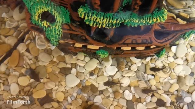 Сомики анциструс ещё один день. смотреть онлайн