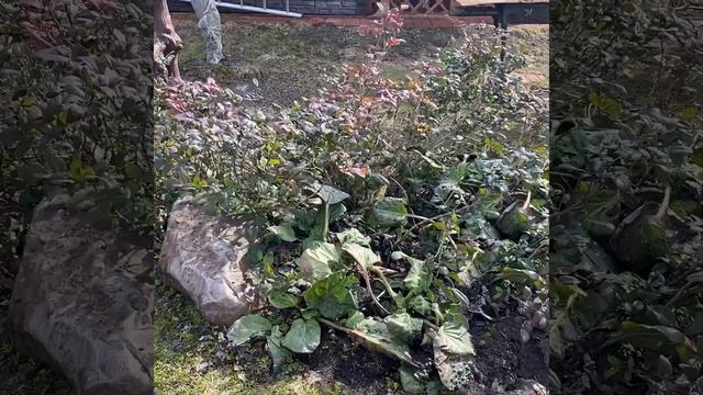 Сад после зимы смотреть онлайн