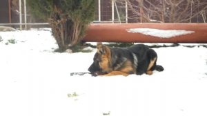 Щенок немецкой овчарки