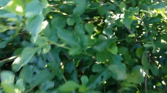 Шелковица созревает 10.07.2019