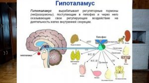 Синтез белка, что зашифровано в 64 кодонах памяти человека. Расшифровка генома ДНК.