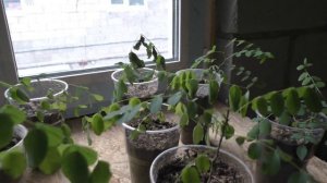 Белая акация из семян. Предварительные результаты. Часть 1я.