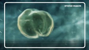 Развитие Плода 1-4 Неделя Беременности