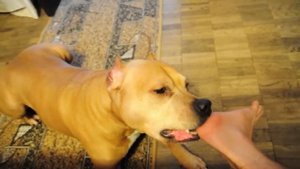 Dog’s pedicure
