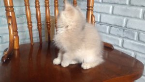 Британский котенок голубое золото