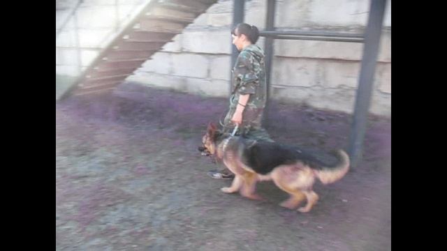 овчарка Гретта сдаёт экзамен первый в её жизни