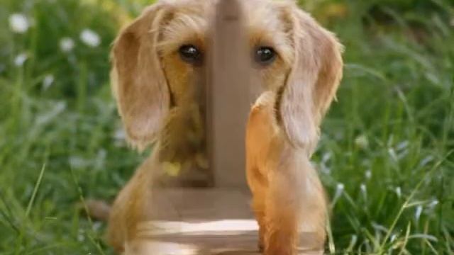 GOLDENDACHS STRAWBERRY FIELDS смотреть онлайн