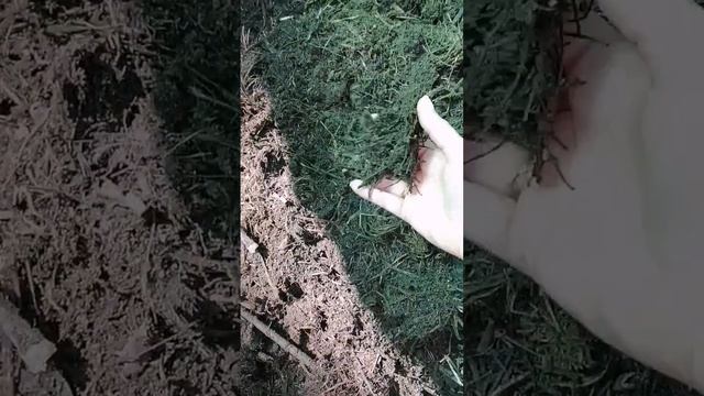 КОМПОСТЕР СВОИМИ РУКАМИ #настялосева