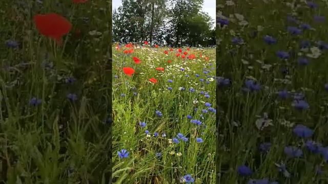 Волошки, маки, ромашки - все на одному полі )