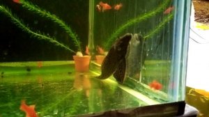 Парчевый птеригоплихт!