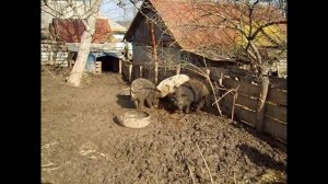 Обзор свиней породы Мангалица №4