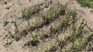 Убрали лук севок из чернушки 15 июля 2024 года, опыт выращивания.