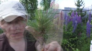 Хвойное безумие! Большая распаковка саженцев из Опт-хоз. Часть1