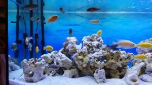 350 литров Малавийские цихлиды