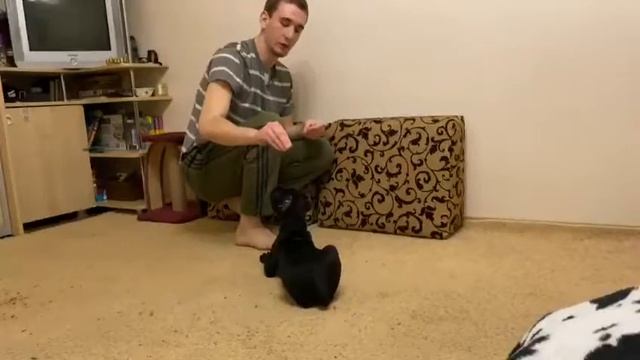 Учим щенка кане-корсо команде «сидеть-лежать»