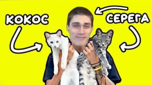 Mr DeKart - Песня про котят(Серега и Кокос) (Holy Baam Ai Cover)