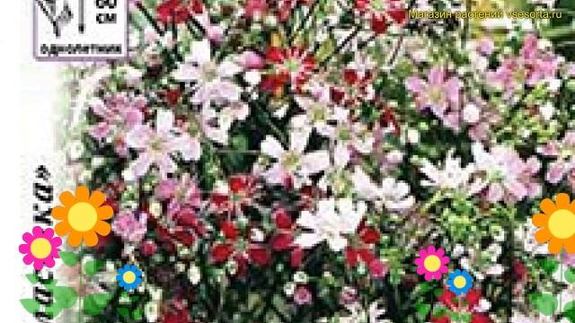 Гипсофила ползучая. Краткий обзор, описание характеристик gypsofila repens Праздник смотреть онлайн