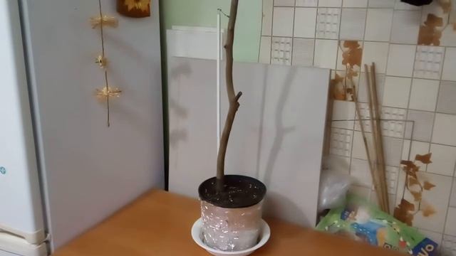 VID 20200102     Лимон Ташкентский.