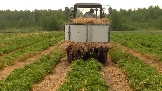 Укладка клубники соломой смотреть онлайн