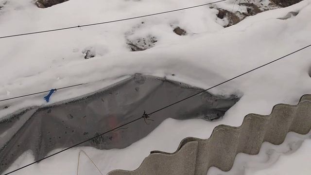 Лавина снега с крыши на виноградник. смотреть онлайн