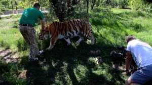 СЧАСТЛИВАЯ  МАТЬ  !!!Амурская тигрица ВАСИЛИСА родила  4  тигренка .