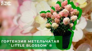 Гортензия метельчатая `Little Blossom`®