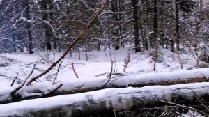 Жесть. Трелевка леса Уралом