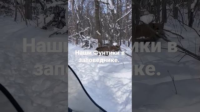 Наши Фунтики в заповеднике.