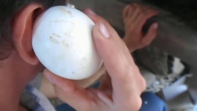 вывод гусят. у нас пополнение смотреть онлайн