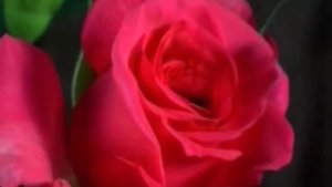 Лезгинский парный танец. Ансамбль "Лезгинка". Лезгинский народный фольклор. Рубаба Курбанова