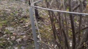 Подвязка кустов.