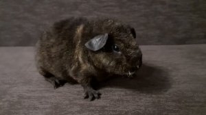 морская свинка американский тедди, 1 месяц