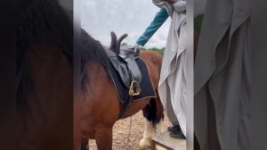 Дамское седло: седлаем владимирского тяжеловоза