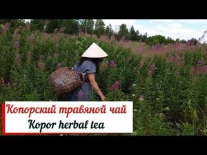 Копорский чай. Kopor herbal tea.Кипрей исконно русский чай.