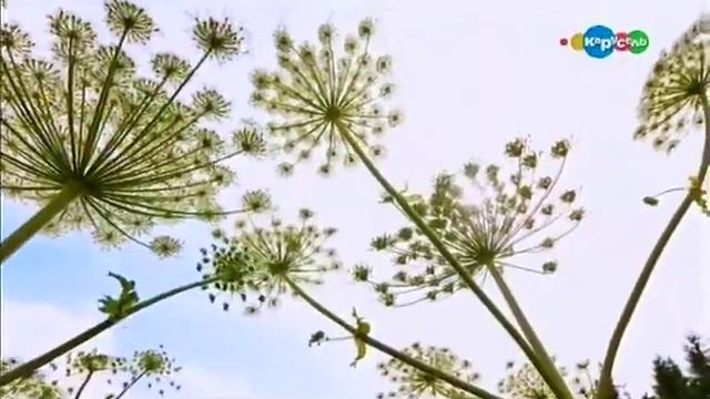 Трава-богатырь. Борщевик Сосновского. Микроистория.