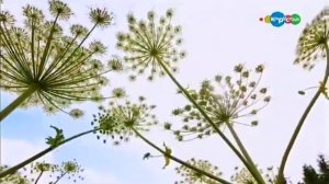 Трава-богатырь. Борщевик Сосновского. Микроистория.