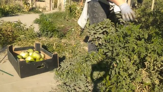 Хозяйство и огород. Сентябрь 2021. Цены на бензин. смотреть онлайн