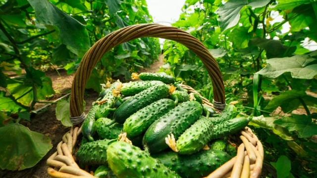 1 чайная ложка этого средства под куст огурцов, они перестали желтеть, а плодов стало в 5 раз больш смотреть онлайн